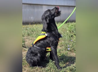 Cezar ❤️neugieriger Schnauzermischling mit Herz und Köpfchen