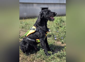 Cezar ❤️neugieriger Schnauzermischling mit Herz und Köpfchen