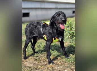Cezar ❤️neugieriger Schnauzermischling mit Herz und Köpfchen