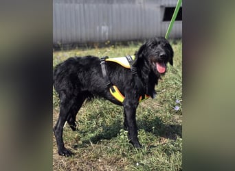 Cezar ❤️neugieriger Schnauzermischling mit Herz und Köpfchen