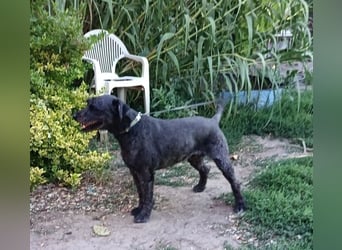 Kormi - liebenswerter Rüde der die Menschen sehr mag