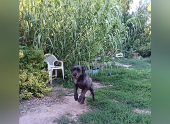 Kormi - liebenswerter Rüde der die Menschen sehr mag