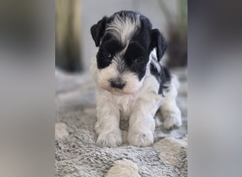 American Zwergschnauzer