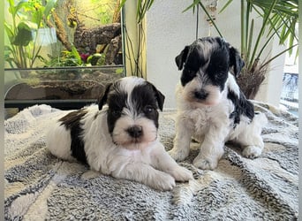 American Zwergschnauzer