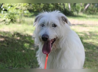 Yuki, Schnauzer-Mix, geb. 2022, schüchterner Rüde sucht freundlichen Zweithund