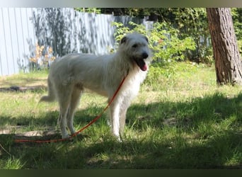 Yuki, Schnauzer-Mix, geb. 2022, schüchterner Rüde sucht freundlichen Zweithund
