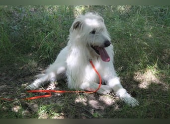 Yuki, Schnauzer-Mix, geb. 2022, schüchterner Rüde sucht freundlichen Zweithund
