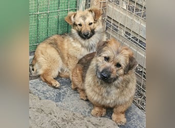 Penny - mutige Mama mit großem Herz