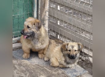 Penny - mutige Mama mit großem Herz