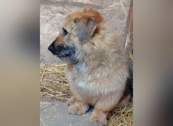 Penny - mutige Mama mit großem Herz