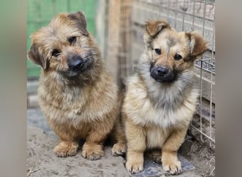 Penny - mutige Mama mit großem Herz