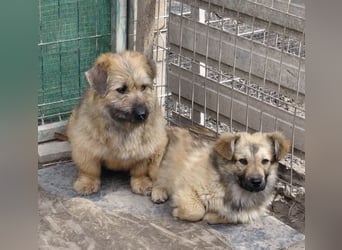 Penny - mutige Mama mit großem Herz
