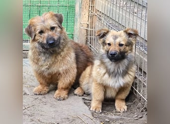 Penny - mutige Mama mit großem Herz