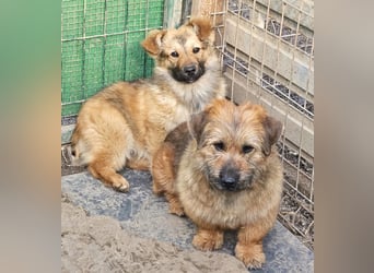 Penny - mutige Mama mit großem Herz