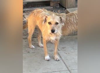 Candy, Schnauzer-Mix, Hündin, geb. am 01.01.2022, 40 cm, 10 kg