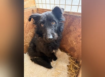 Mani, Schnauzer-Mix, Hündin, geb. am 07.01.2025, 35 cm