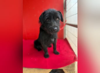 Bendy, Schnauzer-Mix, Rüde, ca. 1 Jahr, 38 cm