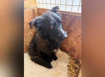 Mani, Schnauzer-Mix, Hündin, geb. am 07.01.2025, 35 cm