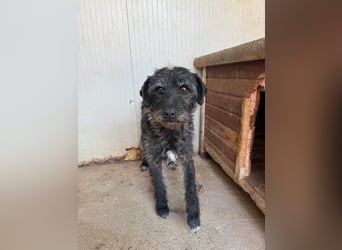 Olivia, Schnauzer-Mix, Hündin, geb. am 15.03.2023, 40 cm, 10 kg