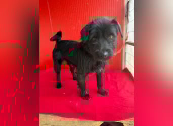 Bendy, Schnauzer-Mix, Rüde, ca. 1 Jahr, 38 cm