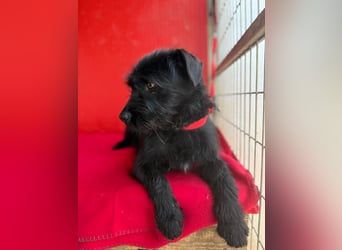 Bendy, Schnauzer-Mix, Rüde, ca. 1 Jahr, 38 cm