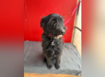 Bendy, Schnauzer-Mix, Rüde, geb. am 21.01.2024, 40 cm
