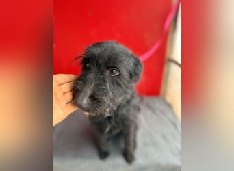 Bendy, Schnauzer-Mix, Rüde, geb. am 21.01.2024, 40 cm