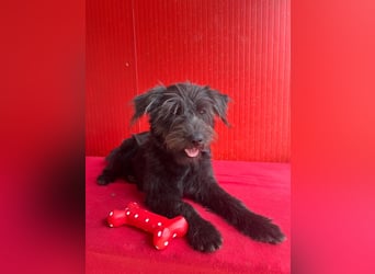 Rozi, Schnauzer-Mix, Hündin, geb. am 18.05.2024, 38 cm, 8 kg