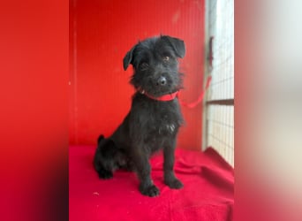 Bendy, Schnauzer-Mix, Rüde, ca. 1 Jahr, 38 cm