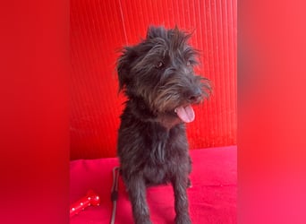Rozi, Schnauzer-Mix, Hündin, geb. am 18.05.2024, 38 cm, 8 kg