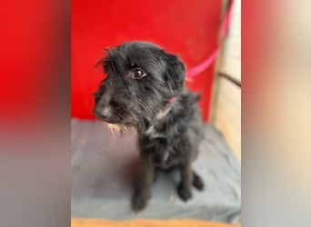 Bendy, Schnauzer-Mix, Rüde, geb. am 21.01.2024, 40 cm