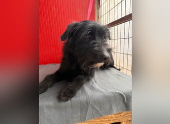 Bendy, Schnauzer-Mix, Rüde, geb. am 21.01.2024, 40 cm