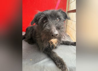 Bendy, Schnauzer-Mix, Rüde, geb. am 21.01.2024, 40 cm