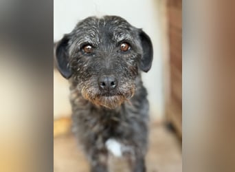 Olivia, Schnauzer-Mix, Hündin, geb. am 15.03.2023, 40 cm, 10 kg