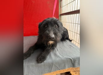 Bendy, Schnauzer-Mix, Rüde, geb. am 21.01.2024, 40 cm