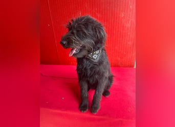 Rozi, Schnauzer-Mix, Hündin, geb. am 18.05.2024, 38 cm, 8 kg