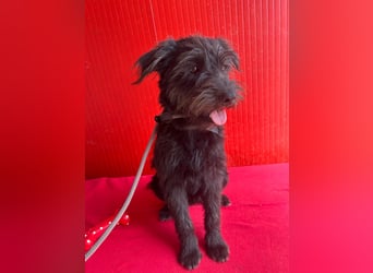 Rozi, Schnauzer-Mix, Hündin, geb. am 18.05.2024, 38 cm, 8 kg