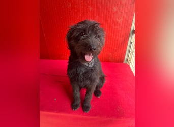 Rozi, Schnauzer-Mix, Hündin, geb. am 18.05.2024, 38 cm, 8 kg
