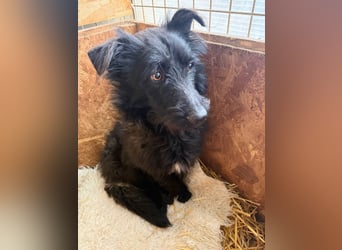 Mani, Schnauzer-Mix, Hündin, geb. am 07.01.2025, 35 cm