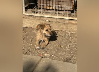 Candy, Schnauzer-Mix, Hündin, geb. am 01.01.2022, 40 cm, 10 kg