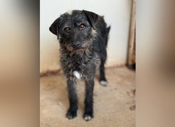 Olivia, Schnauzer-Mix, Hündin, geb. am 15.03.2023, 40 cm, 10 kg