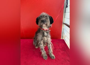 Snaki, Schnauzer-Mix, Rüde, geb. am 01.06.2023, 40 cm, 11 kg