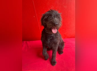 Rozi, Schnauzer-Mix, Hündin, geb. am 18.05.2024, 38 cm, 8 kg