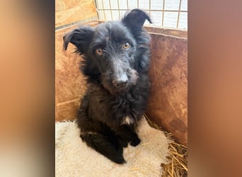 Mani, Schnauzer-Mix, Hündin, geb. am 07.01.2025, 35 cm