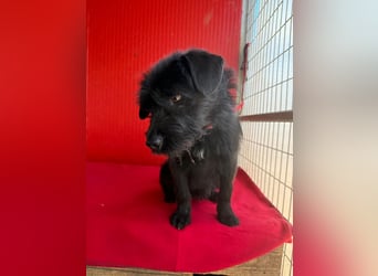 Bendy, Schnauzer-Mix, Rüde, ca. 1 Jahr, 38 cm