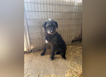 Olivia, Schnauzer-Mix, Hündin, geb. am 15.03.2023, 40 cm, 10 kg