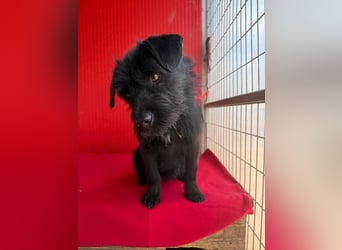 Bendy, Schnauzer-Mix, Rüde, ca. 1 Jahr, 38 cm