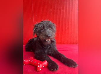 Rozi, Schnauzer-Mix, Hündin, geb. am 18.05.2024, 38 cm, 8 kg