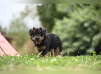 Kiki, kleine Schnauzermix - Dame mit großem Herz sucht ihr Zuhause