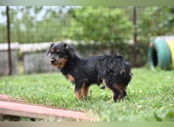 Kiki, kleine Schnauzermix - Dame mit großem Herz sucht ihr Zuhause